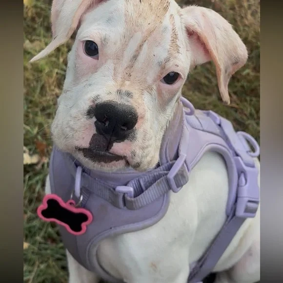 Purple Dog Harness - Picture 7 of 8